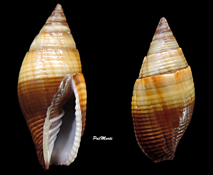 Strigatella aurantia (Gmelin, 1791)  Mitra-14
