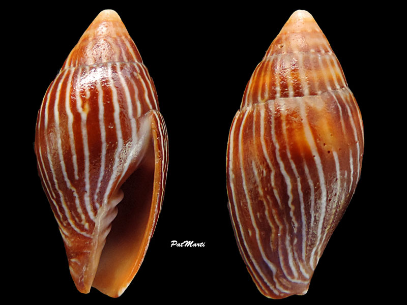 Strigatella pica (Dillwyn, 1817)  Mitra-18