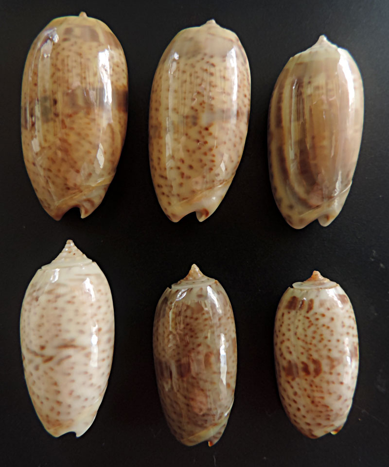 Carmione caroliniana (Duclos, 1835) - Worms = Oliva caroliniana Duclos, 1840 Oliva-16