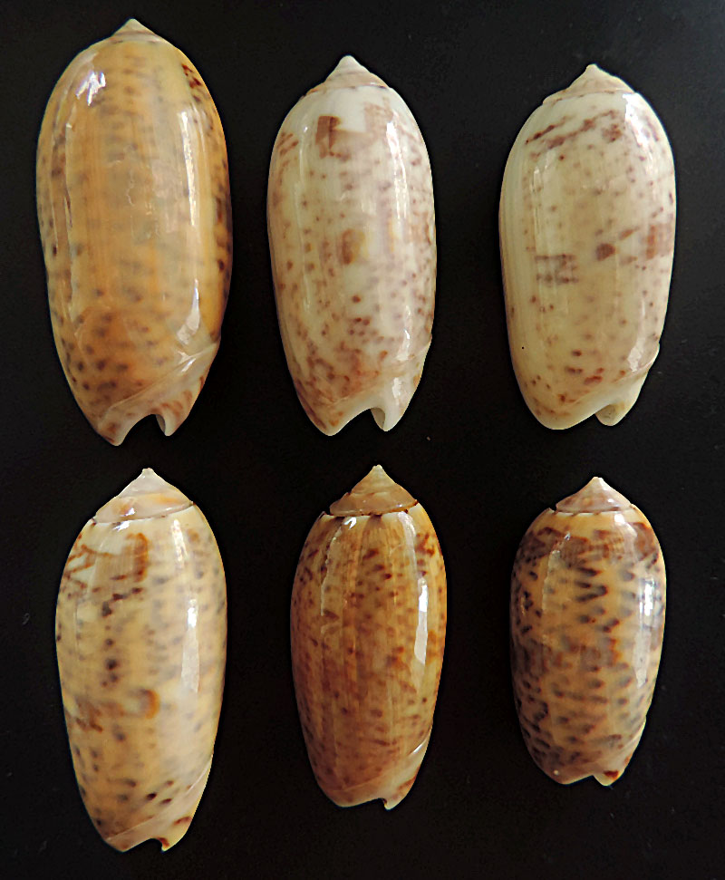 Miniaceoliva emeliodina (Duclos, 1845) - Worms = Oliva emeliodina Duclos, 1845 Oliva-18
