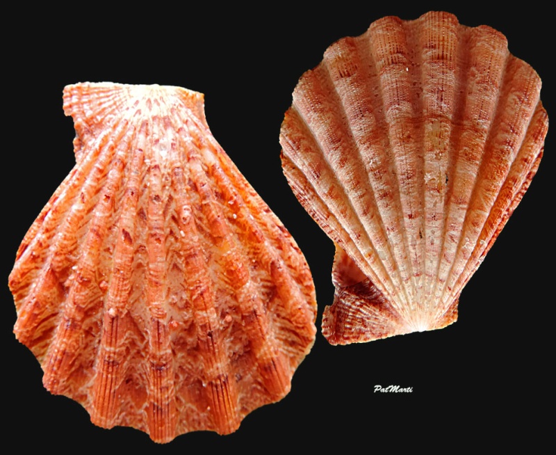 Semipallium crouchi (E. A. Smith, 1892)  Pecten10