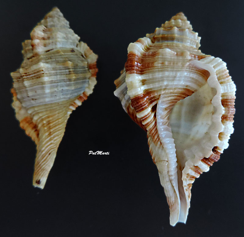 Ranularia gallinago (Reeve, 1844) Ranula10