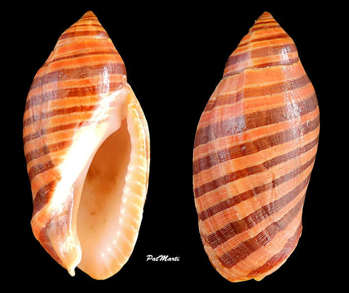 Vexilla vexillum (Gmelin, 1791) Vexill20