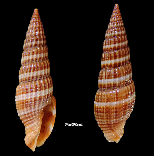 Vexillum obeliscus (Reeve, 1844) Vexill23