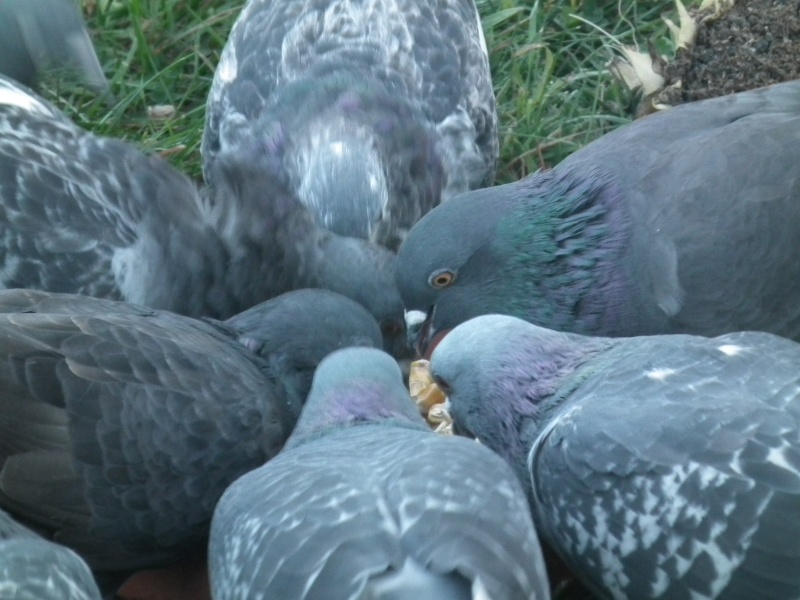 invasion des pigeon se poursuit Dscf1811