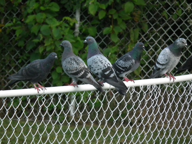 invasion des pigeon se poursuit Dscf8213