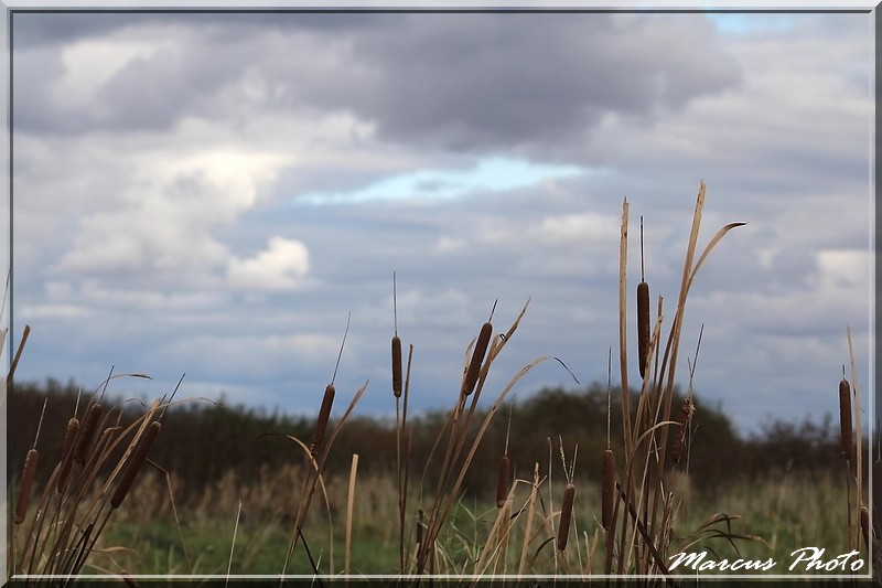 Couleur d' automne! Img_4813