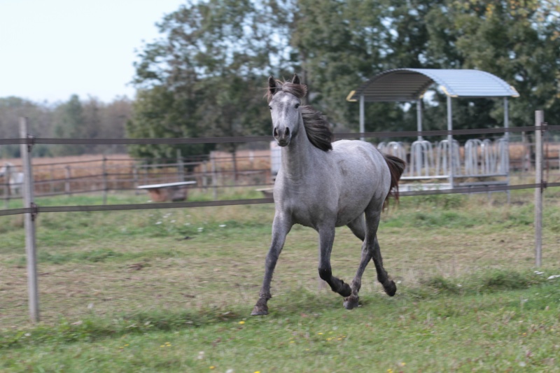 BANDIDO DE CHANCE Img_7111