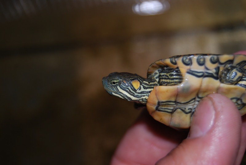 Trachemys gaigeae  Dsc_2916