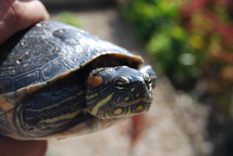 Trachemys callirostris Dsc_3024