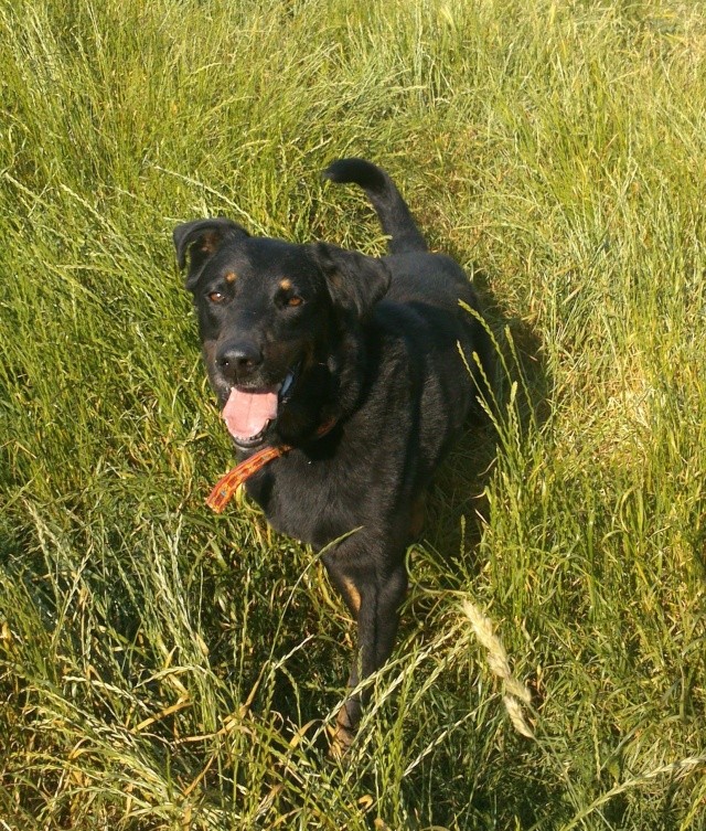 Simba x beauceron né en 2009 SLPA Amance Simba411