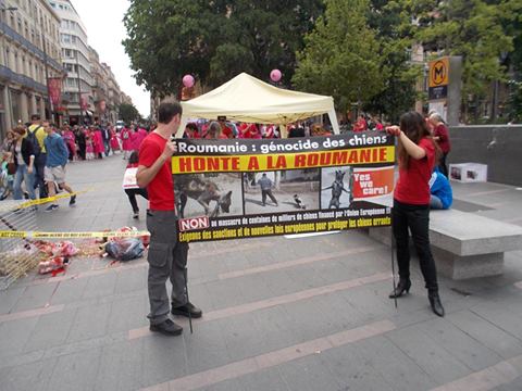 manifestation en France le 17 mai 2014 contre le massacre des chiens en roumanie - Page 36 Rouman13