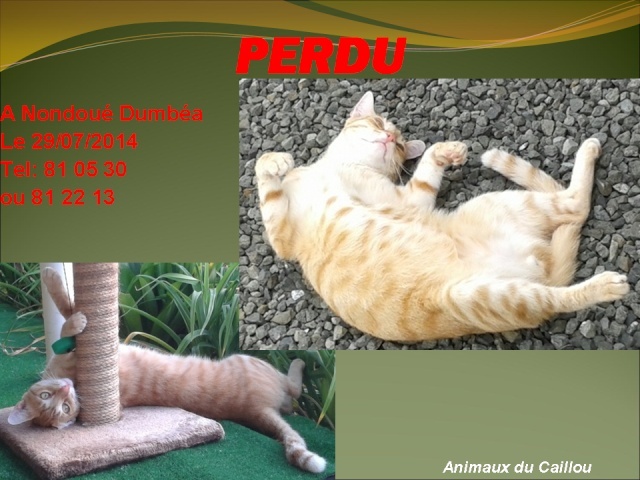 PERDU chat tigré rous à nondoué, Dumbéa le  20140101
