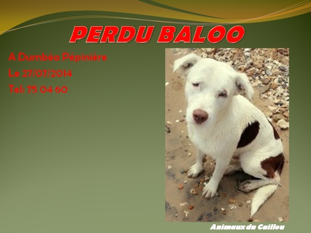 labrador - PERDU BALOO croisé labrador blanc avec de grosses taches marron à Dumbéa Pépinière le 27/07/2014 20140109