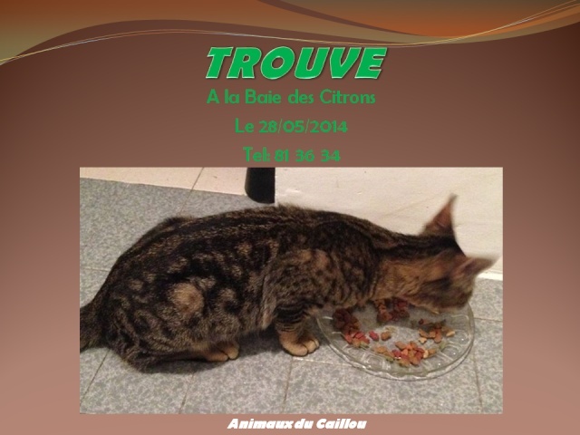 TROUVE chat tigré à la Baie des Citrons le 28/05/2014 20140511