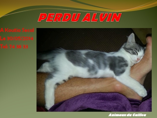 chaton - PERDU ALVIN chaton blanc et gris de 5 mois à Koutio Secal le 30/05/2014 20140517