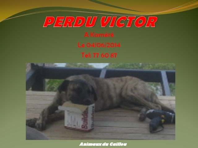 PERDU VICTOR chien bringé, collier vert à Kaméré le 04/06/2014 20140619