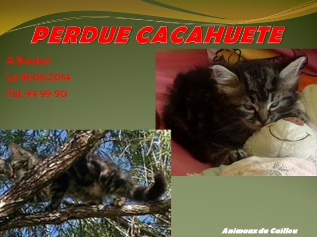 chaton - PERDUE CACAHUETE chaton tigrée de 6 mois à Boulari le 18/06/2014 20140651
