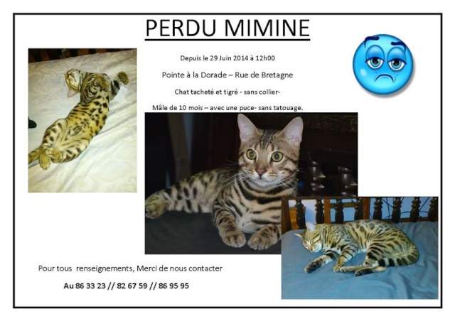 PERDUE MIMINE, chatte tigrée à la Pointe à la Dorade le 29/06/2014 20140682