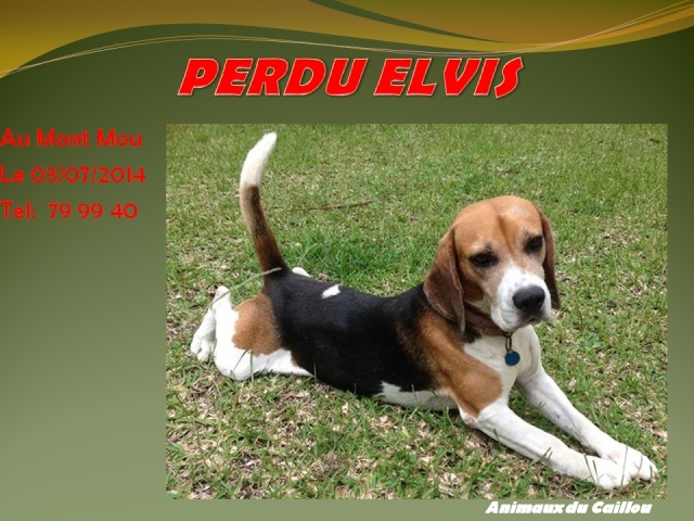 PERDU ELVIS beagle au Mont Mou le 03/07/2014 20140715