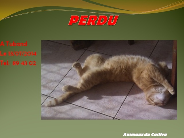 ROUX - PERDU chat tigré roux à Tuband le 13/07/2014 20140763