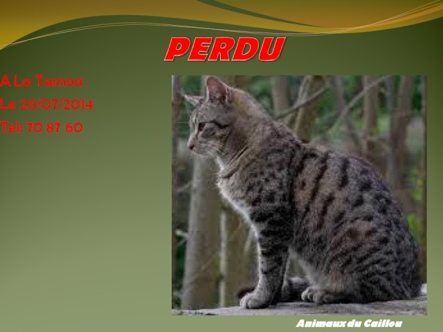 PERDU chat tigré à la Tamoa le 20/07/2014 20140769