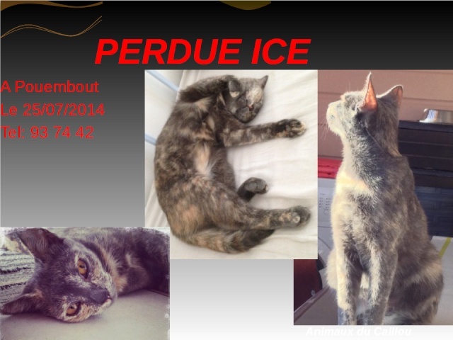 PERDUE ICE chatte écaille de tortue à Pouembout le 25/07/2017 20140799