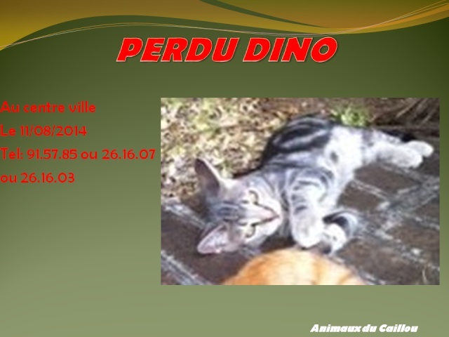 PERDU DINO chat tigré de 7 mois, collier bleu en centre ville le 11/08/2014 20140832