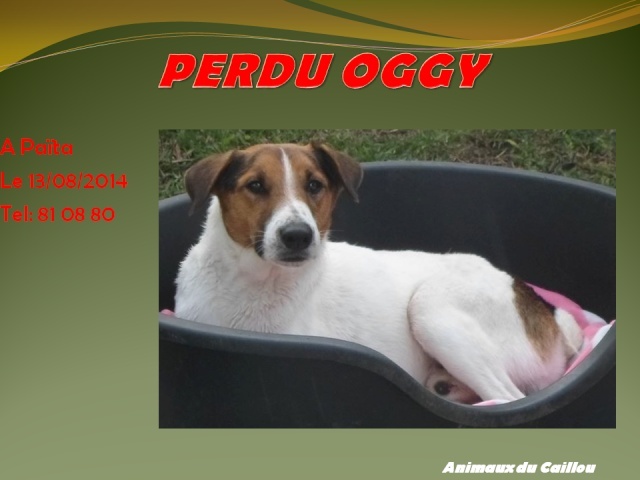 PERDU OGGY chien blanc et marron à Paita le 13/08/2014 20140839