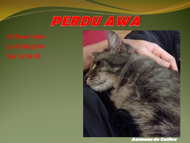 PERDU AWA chat gris poils mi-longs à l'Anse Vata le 17/08/2014 20140847