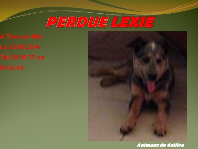 PERDUE LEXIE chienne bleue à Tina sur Mer le 21/08/2014 20140867