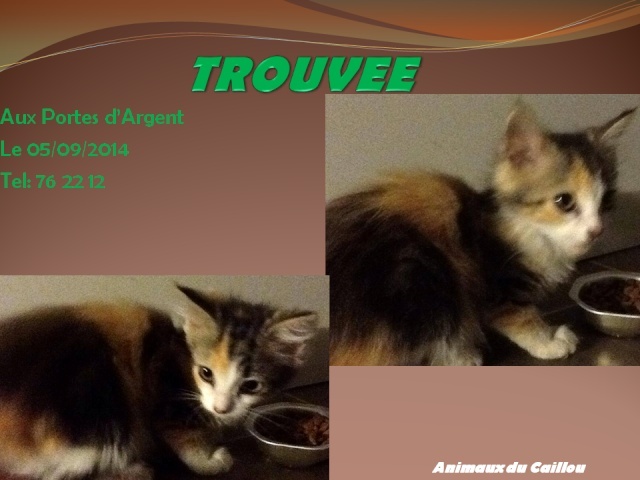 TROUVEE chaton femelle 3 couleurs aux Portes d'Argent le 05/09/2014 20140915