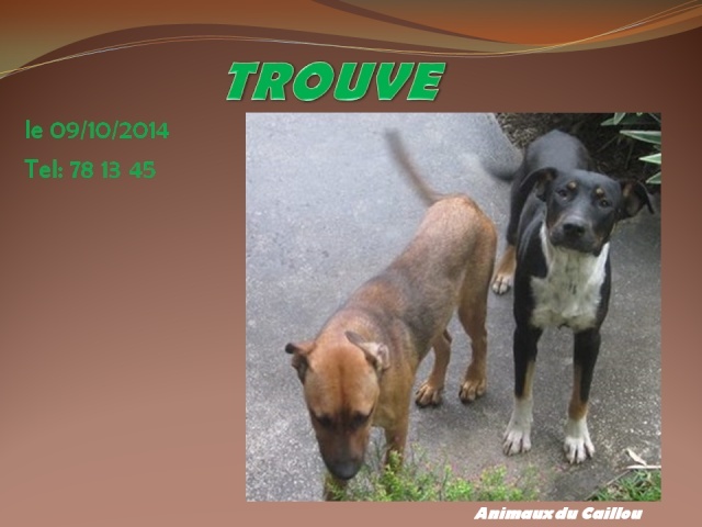 TROUVES un chien couleur fauve et l'autre noir, blanc et marron le 09/10/2014 20141024