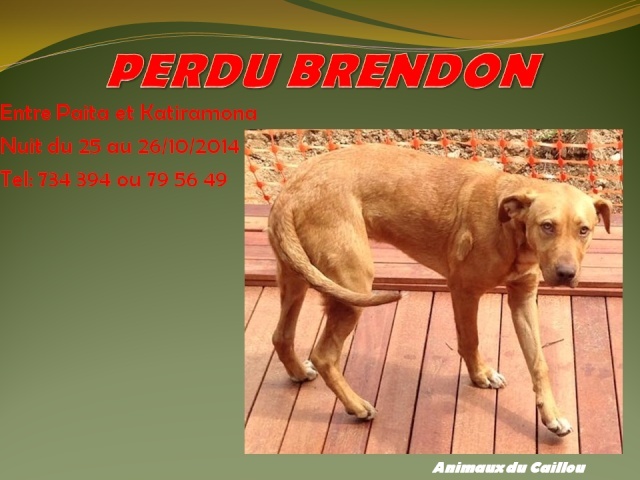 PERDU BRENDON chien couleur fauve collier bleu ciel entre Paita et Katiramona dans la nuit du 25 au 26/10/2014 20141049