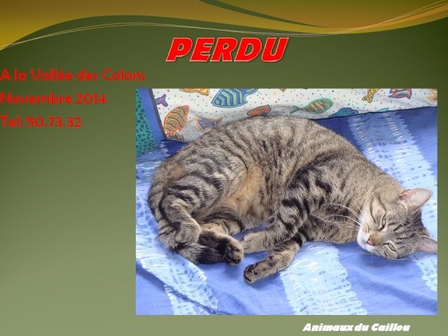 PERDU chat tigré à la Vallée des Colons novembre 2014 20141112