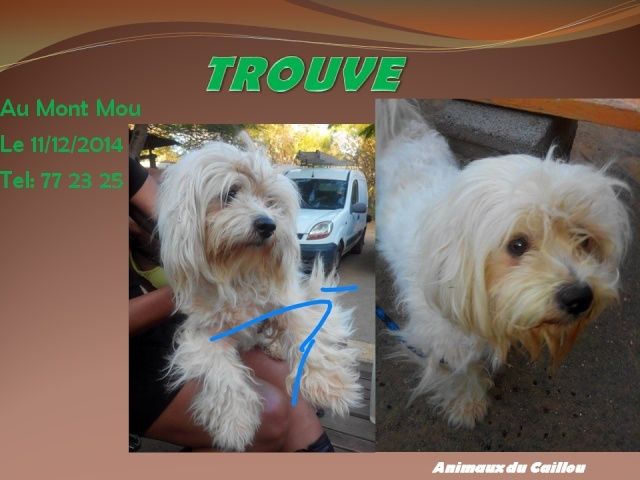 TROUVE bichon blanc au Mont Mou le 11/12/2014 20141215