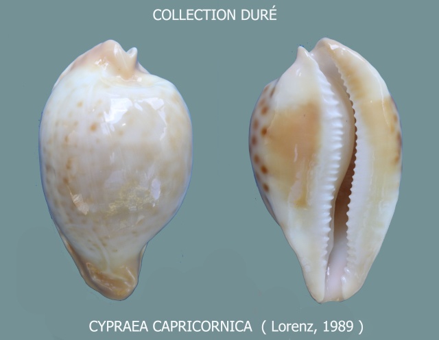 Umbilia capricornica Lorenz, 1989 - Page 2 Panora13