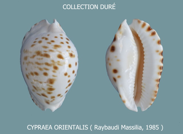 Zoila orientalis orientalis L. Raybaudi, 1985 Panora15