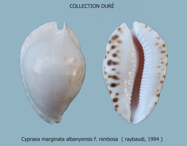 Zoila marginata albanyensis nimbosa L. Raybaudi, 1994 Panora17