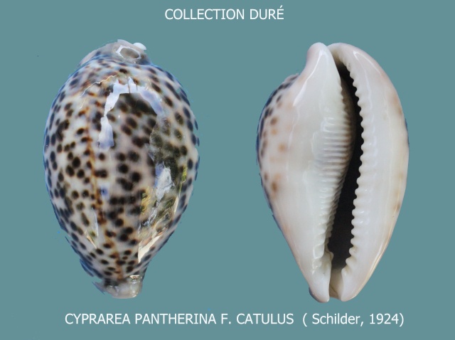 Cypraea pantherina f. catulus - (Schilder, 1924) Panora18