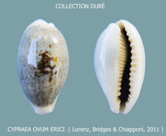 Erronea ovum erici - Lorenz, Bridges & Chiapponi, 2011 Panora25