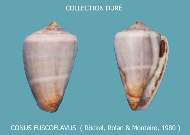 Conus (Lautoconus) fuscoflavus  Röckel, Rolán & Monteiro, 1980 Panora33