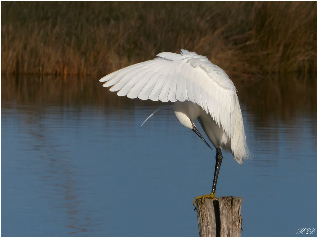 Quand l'aigrette fait son show P1280012