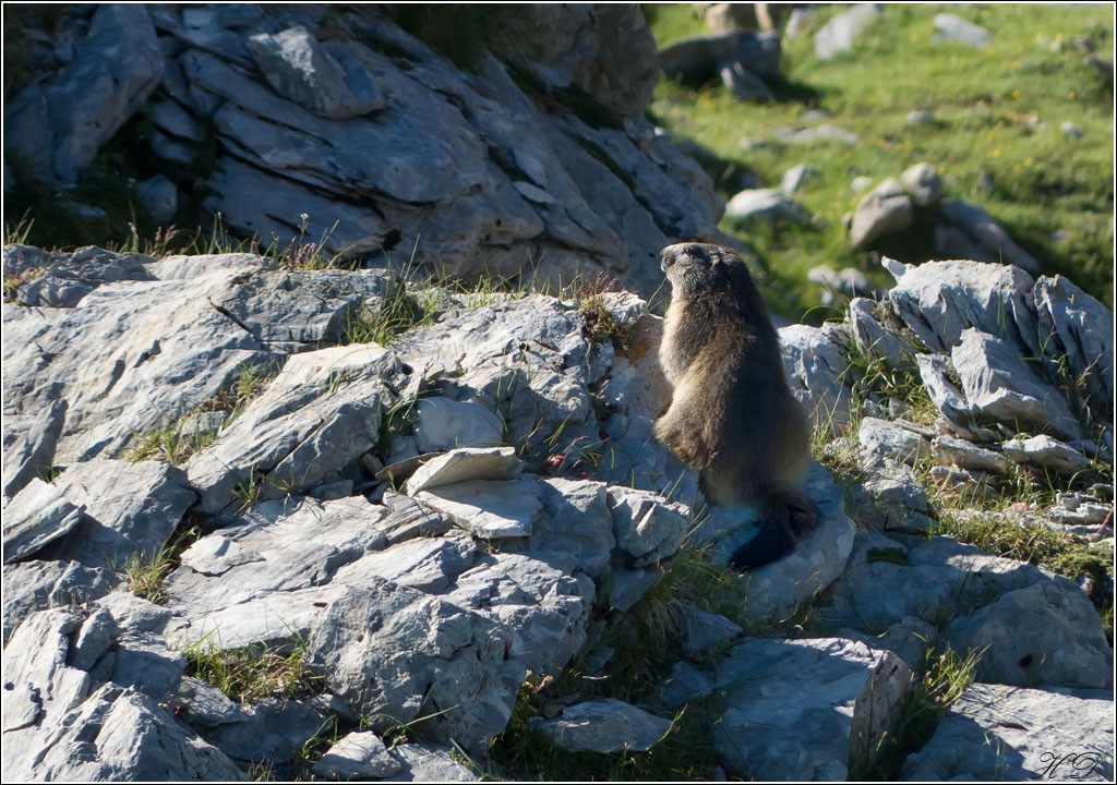 Quelques marmottes + ajouts P1340911
