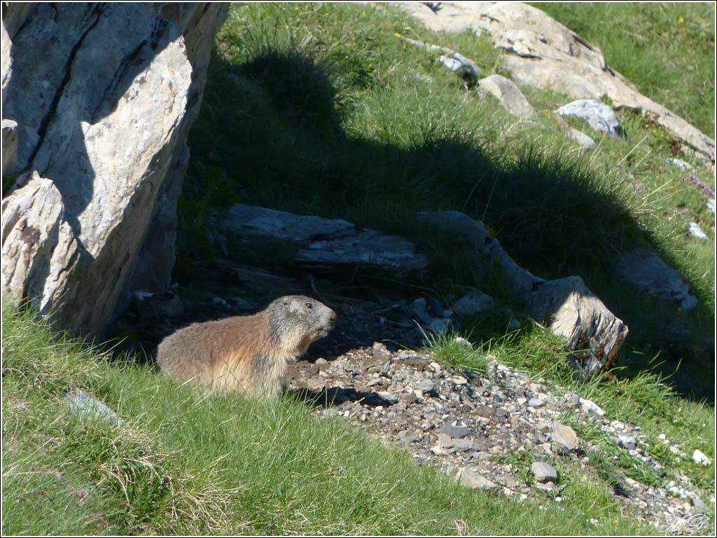 Quelques marmottes + ajouts P1340919