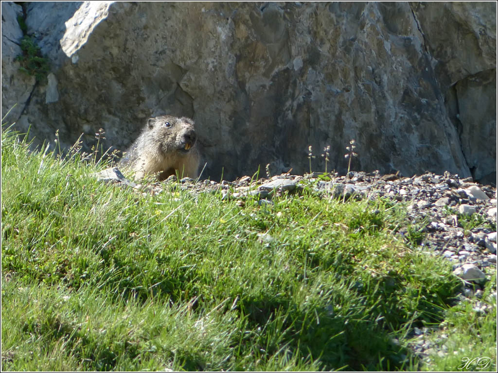 Quelques marmottes + ajouts P1340920