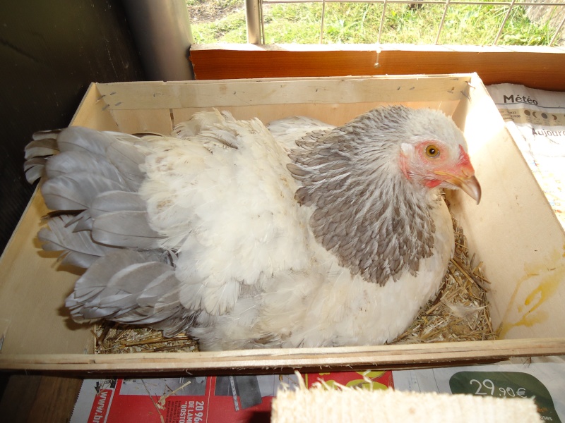 ma brahma naine herminé bleu et ses petits monstre Dsc02614