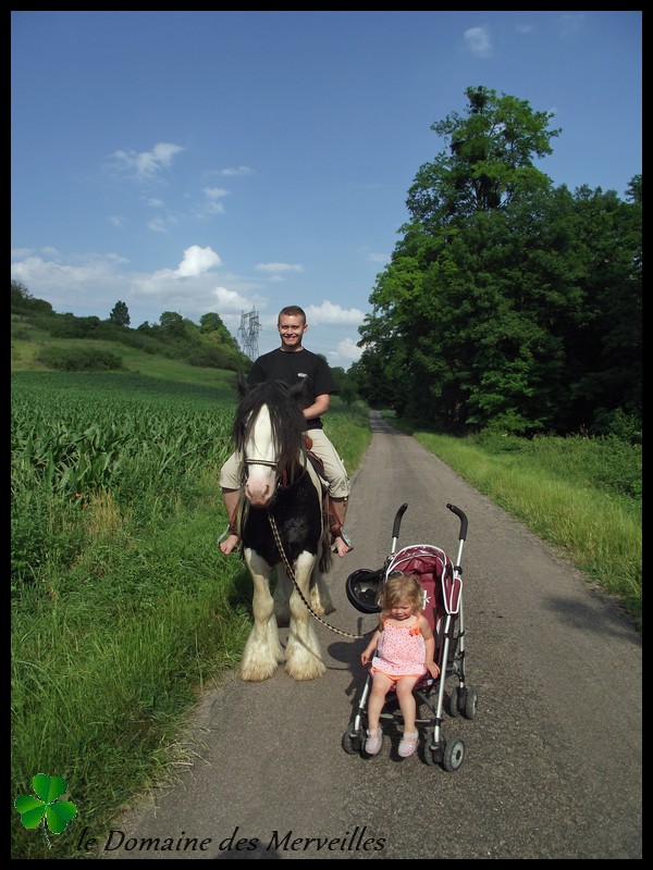 Travail avec Cillbarra Léo, étalon Irish Cob au Domaine des Merveilles 24_jui30