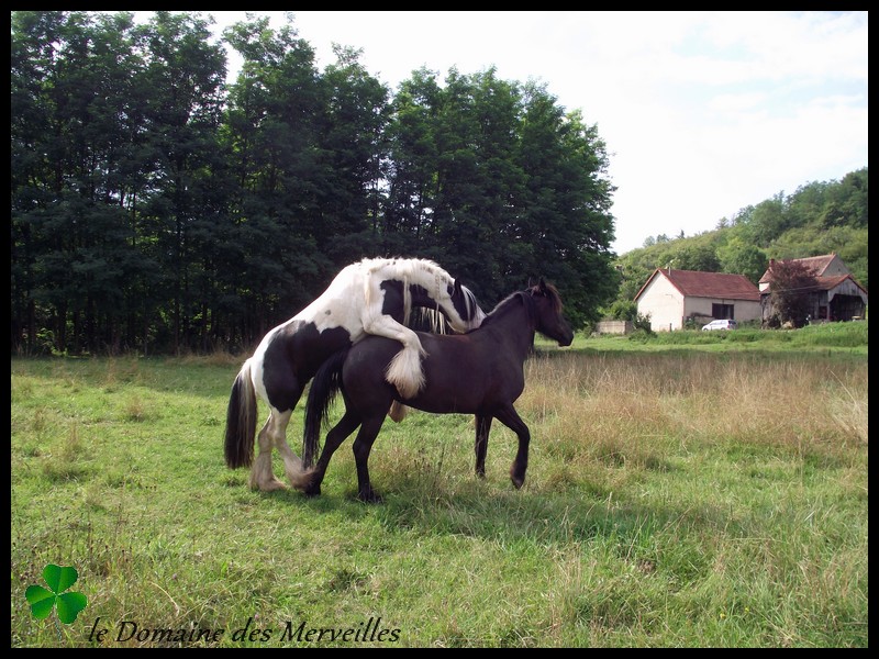 CILLBARRA LEO, étalon pie-noir homozygote, yeux bleus en Auvergne - Page 2 26_jui14