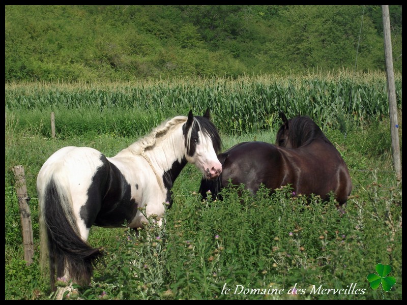 Etalon Irish Cob pie-noir yeux bleus pour saillies 2014 27_jui34